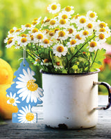 WUNDER-BAUM Daisy Flower 1-pack